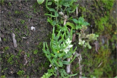 Selaginella delicatula